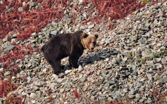 Un oso pardo pasea por una ladera de piedras en Asturias.