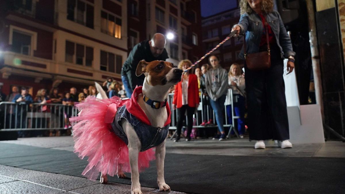 Las mejores imágenes del desfile perruno celebrado en Bilbao