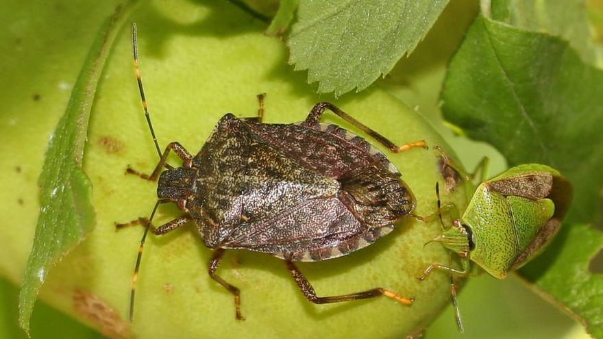 Ejemplar de 'Halyomorpha halys' o chinche apestosa.