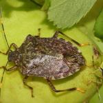 Ejemplar de 'Halyomorpha halys' o chinche apestosa.