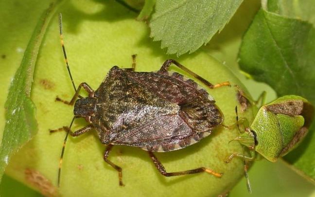 Ejemplar de 'Halyomorpha halys' o chinche apestosa.