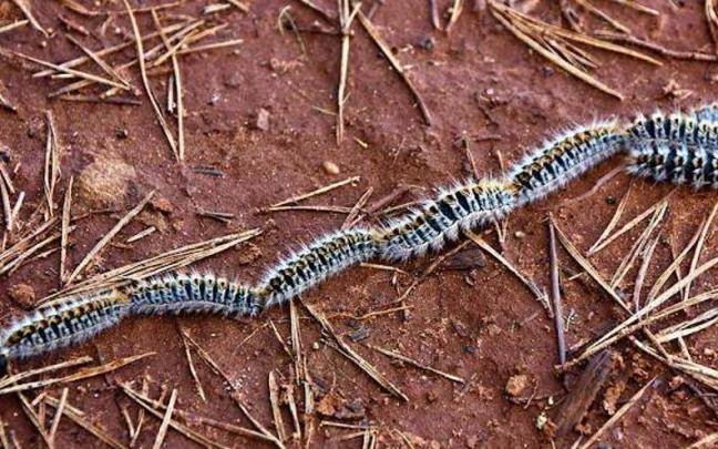 Oruga procesionaria de pino.