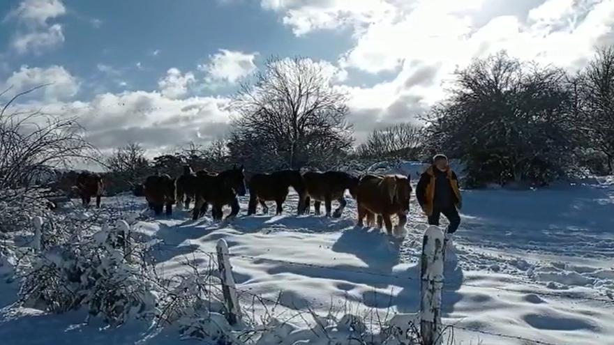 Caballos regresan a casa tras la nevada en Abaurrea Alta