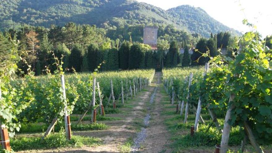 Viñedo en Galdames, con Torre Loizaga al fondo.