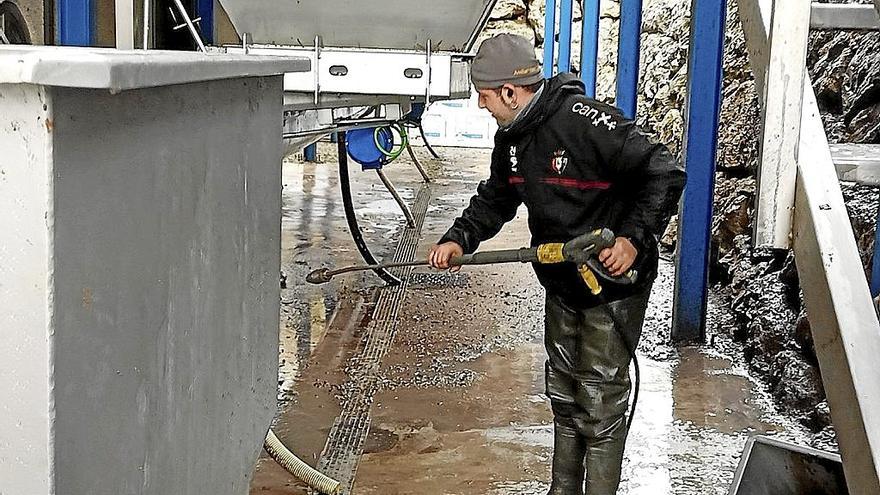 Obras de limpieza del trujal Mendía de Arróniz tras la temporada de recogida de aceituna.