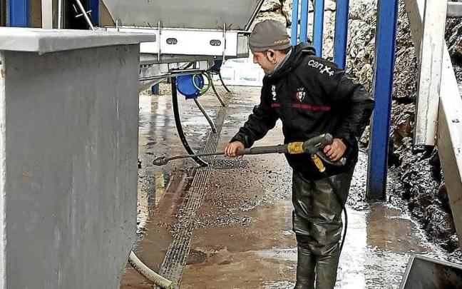 Obras de limpieza del trujal Mendía de Arróniz tras la temporada de recogida de aceituna.