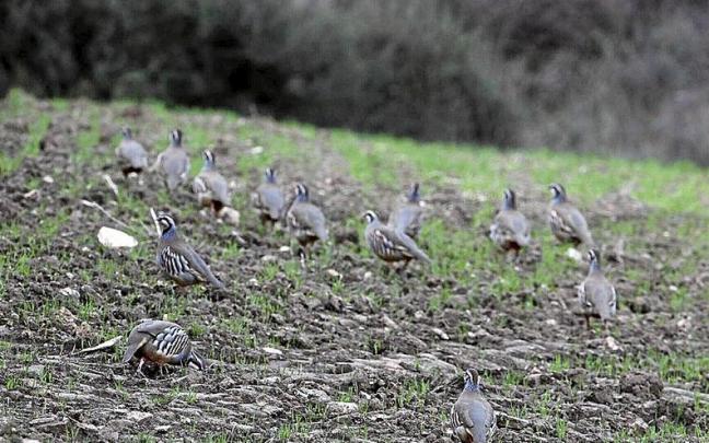 Bando con 13 perdices.