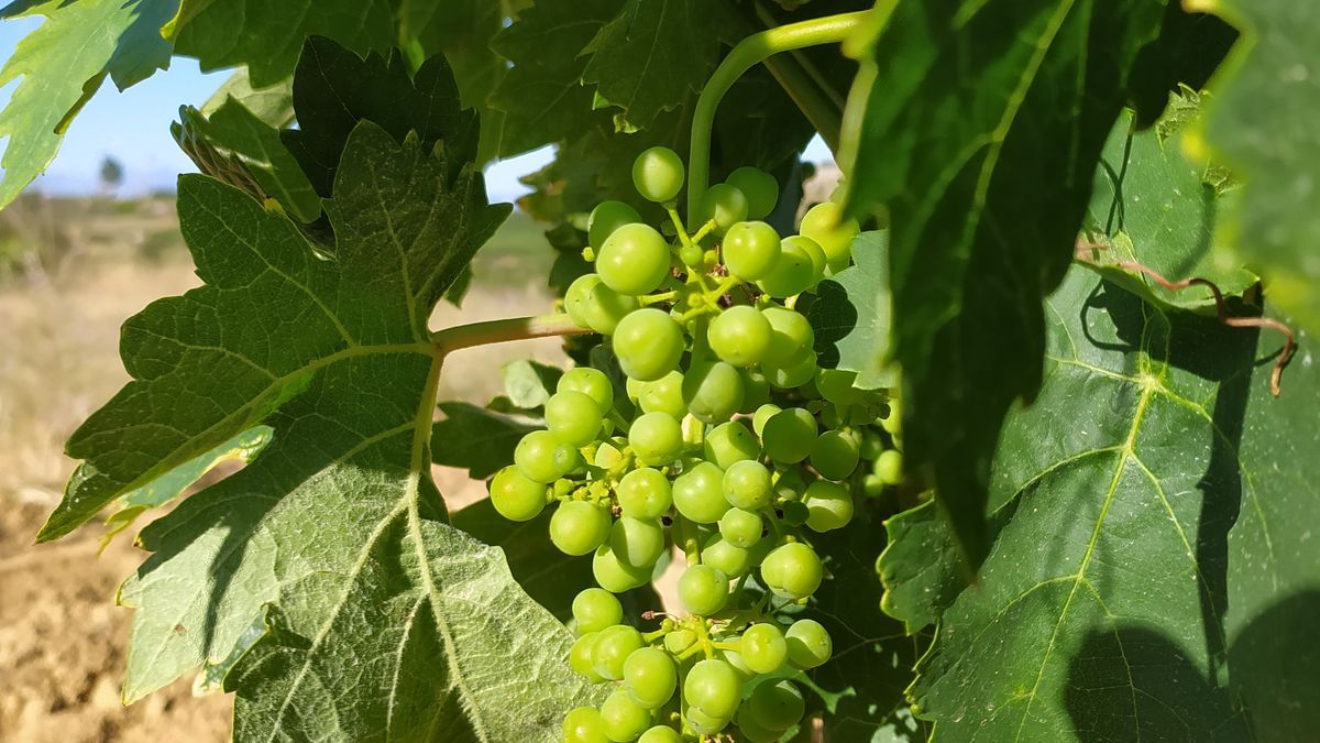 Racimo en estado de grano tamaño guisante