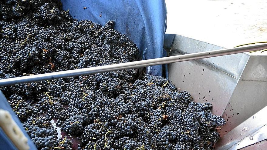 Uvas en un lagar de Rioja Alavesa.