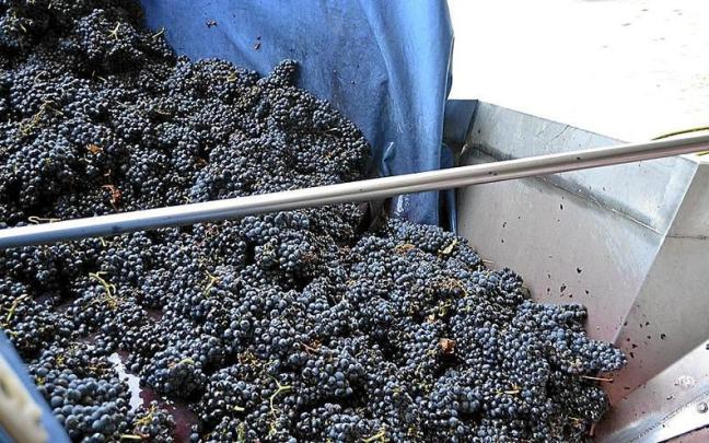 Uvas en un lagar de Rioja Alavesa. Uvas en un lagar de Rioja Alavesa.