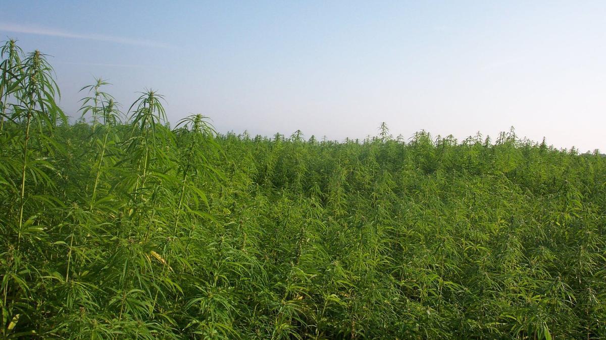 Una plantación de cáñamo.