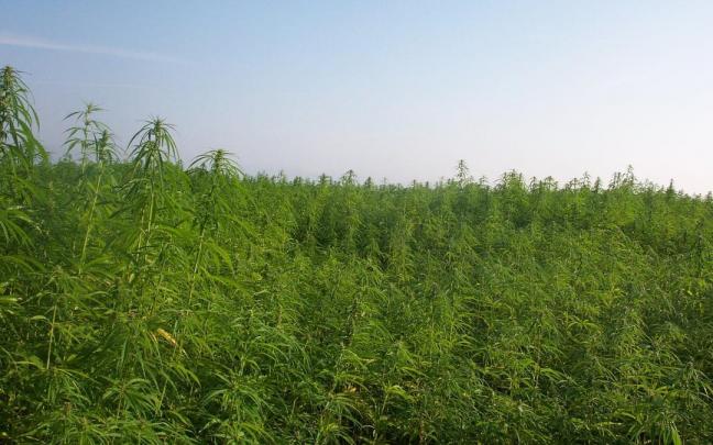 Una plantación de cáñamo. Una plantación de cáñamo.