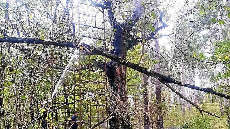 Los bomberos del Parque de Altsasu sofocaron el fuego del roble.