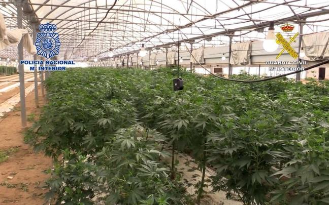 La plantaci&oacute;n de marihuana ha sido desmantelada en la localidad barcelonesa de Vilasar de Mar.