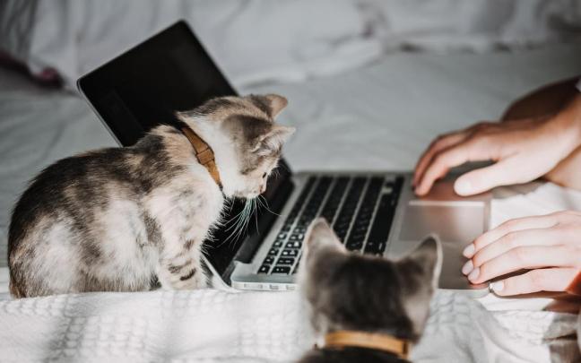 Convertirse en la referencia de un gato implica que este se interesará por todo lo que hagas.