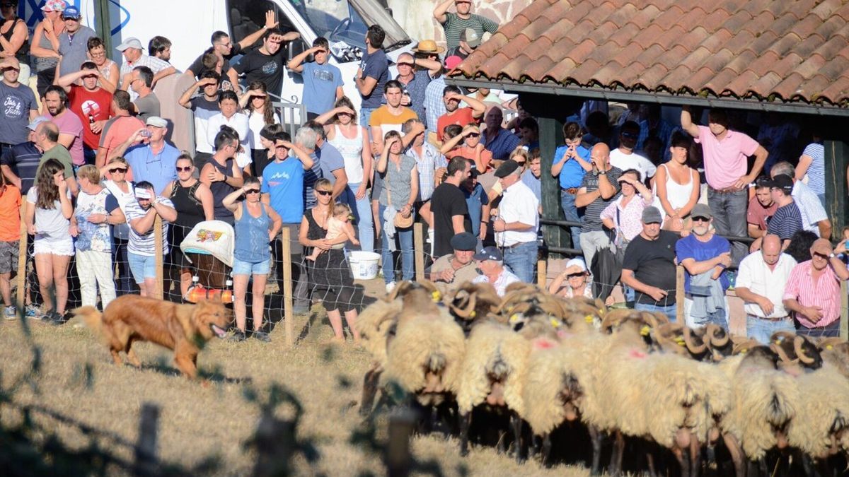 Mucha gente acudió a ver las habilidades de perros y pastores por la tarde.