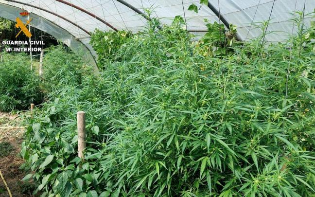 Las plantaciones eran tanto de exterior como de interior, en invernadero