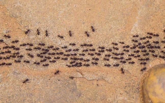 Un grupo de hormigas, como siempre infatigables