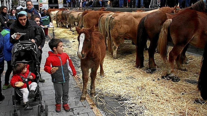 Las piezas de caballar reunieron 109 animales y llamaron la atención de los txikis.