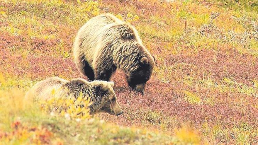 Osos en total libertad.