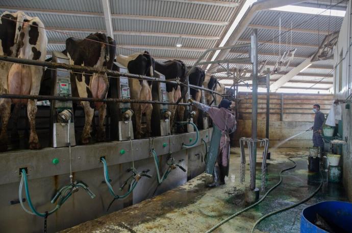 Vacas de leche en la sala de ordeño de la macrogranja de Caparroso