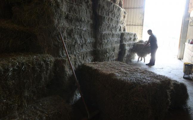 Jesús Garai ha tenido que adelantar el segundo corte de forraje para evitar que los calores reduzca aún más la cantidad de hierba para cortar.