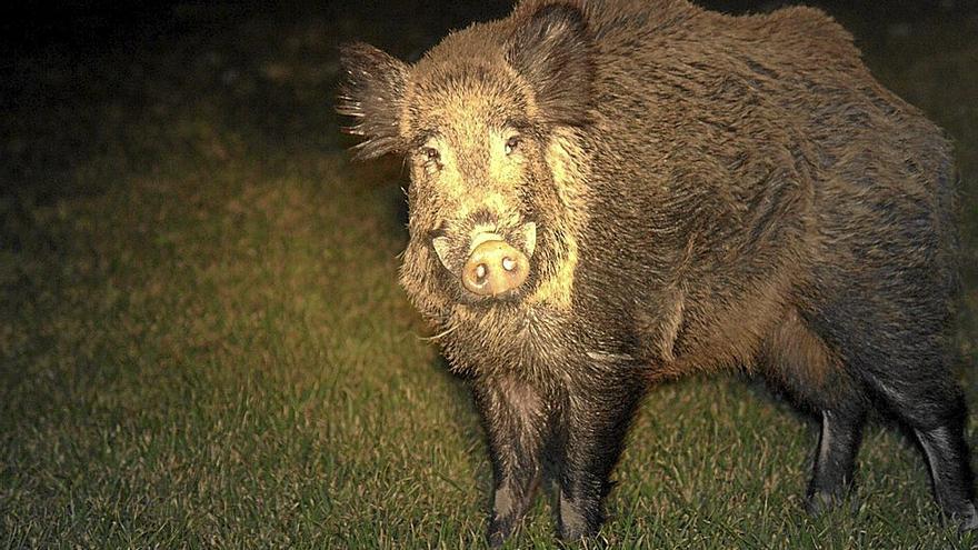 Jabalí, comiendo en un conteo nocturno. | FOTO: J.M. AGRAMONTE