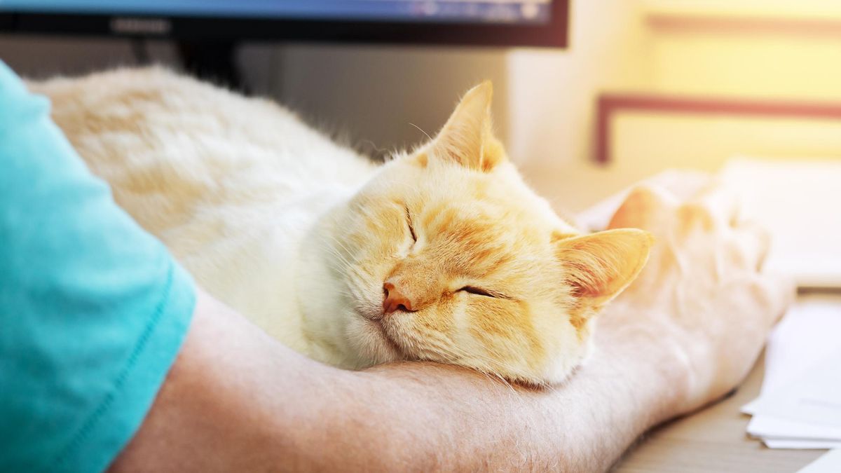 Un gato duerme plácidamente sobre el brazo de su dueño.