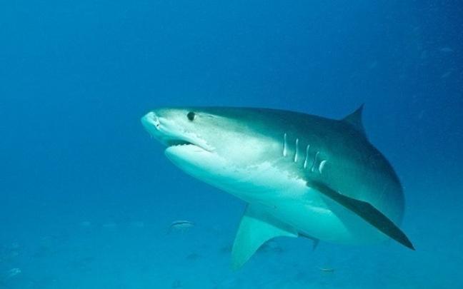 Imagen de un tiburón tigre. Imagen de un tiburón tigre.
