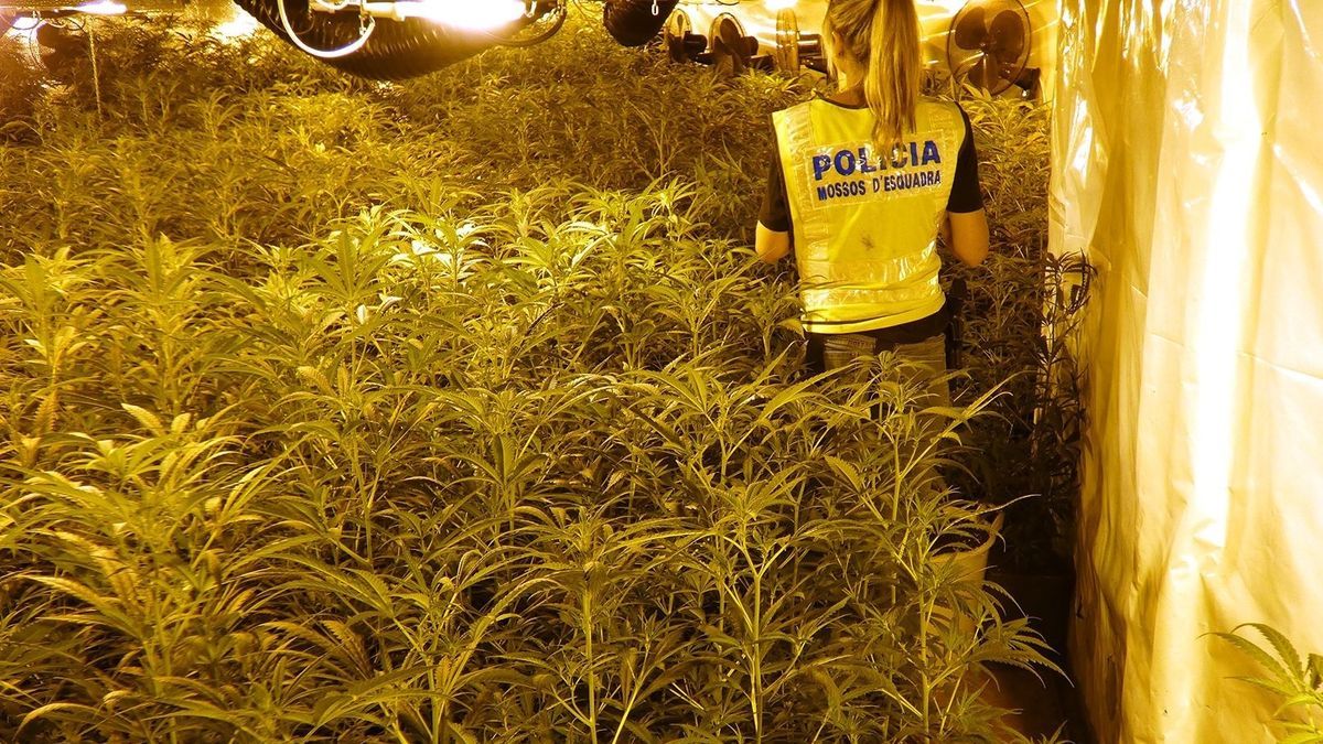 Intervención de los Mossos d'Esquadra en una plantación de marihuana.