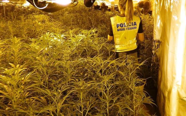 Intervención de los Mossos d'Esquadra en una plantación de marihuana. Intervención de los Mossos d'Esquadra en una plantación de marihuana.