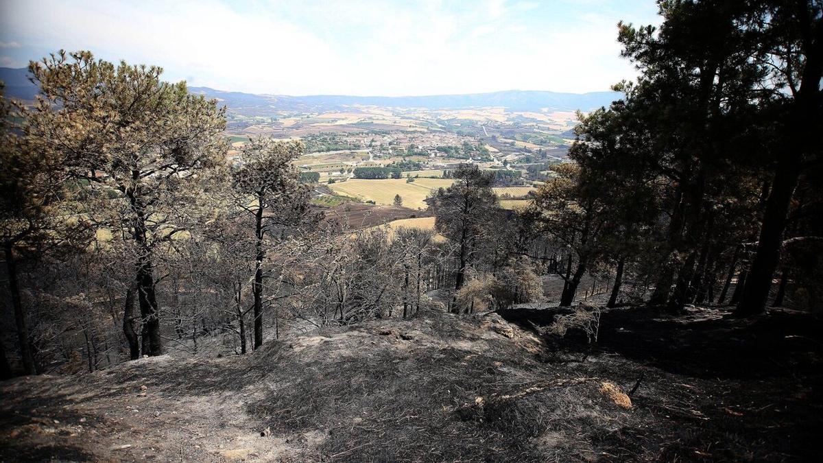 Pinar quemado por el incendio del pasado mes de junio, con Obanos al fondo.