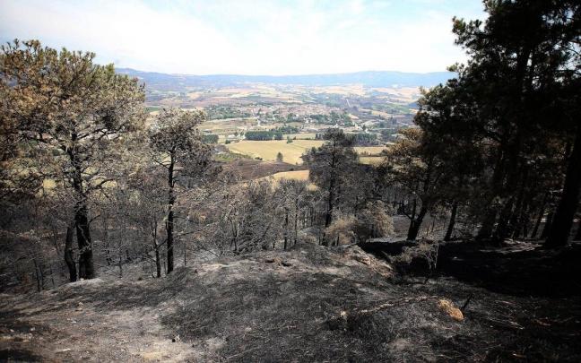 Pinar quemado por el incendio del pasado mes de junio, con Obanos al fondo.