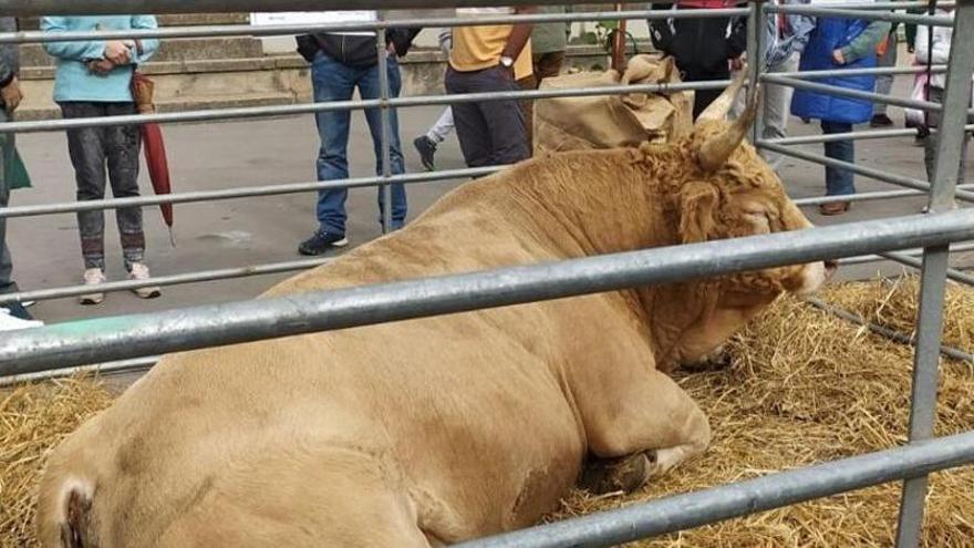 Exhibición de ganado