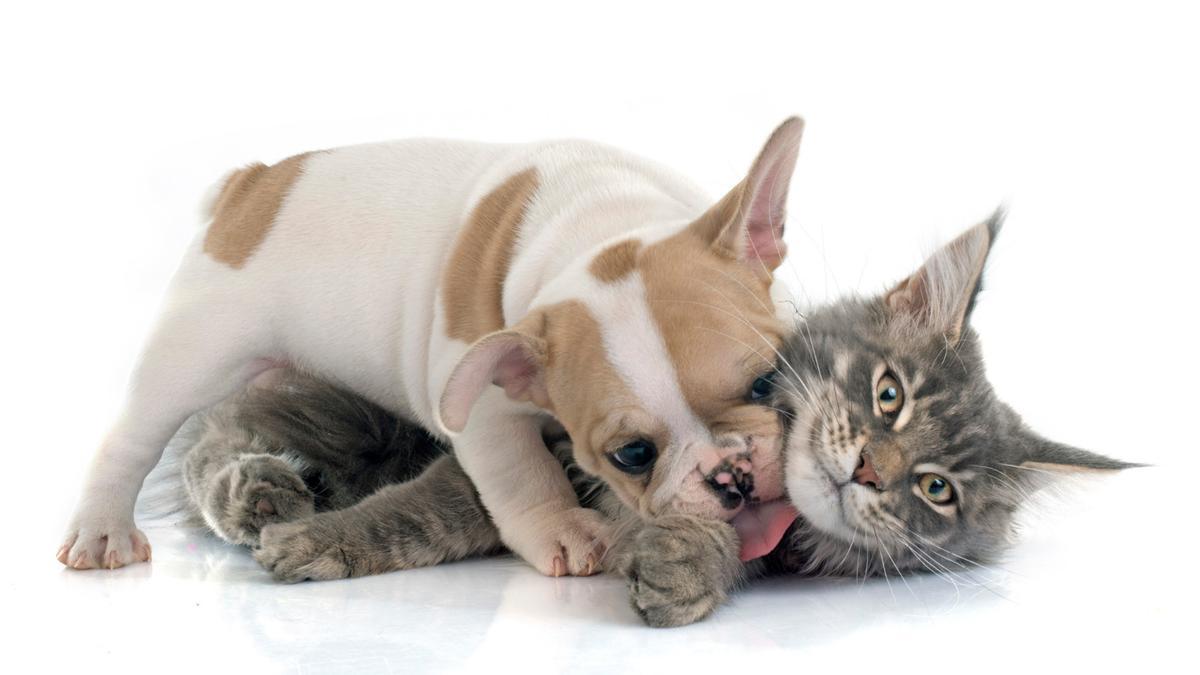Tanto perros como gatos perciben sus nombre de manera muy similar, aunque no reaccionen de la misma manera.