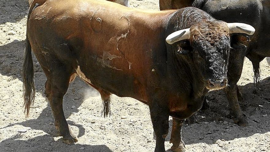 Nº 65. ‘guerrilero II’. Negro mulato. Nacimiento: Marzo/2018. Guarismo: 8. Cuatreño.