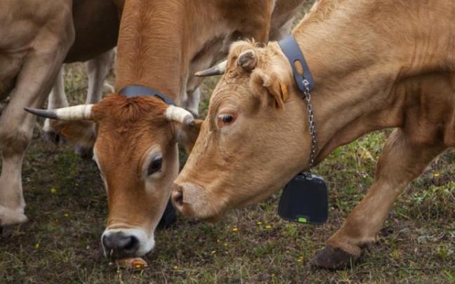 Unas vacas ajenas a esta historia. Unas vacas ajenas a esta historia.
