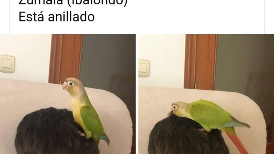 Anuncio en Facebook de una mascota perdida en Vitoria
