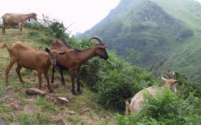 Cabras en el paraje Alkaxuri: en el Valle de Baztan, las viejas Ordenanzas limitaban el pastaje del ganado caprino en los parajes de Aritzakun y Urritzate