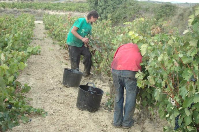 Varios trabajadores en un viñedo.