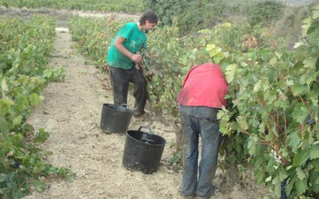 Varios trabajadores en un viñedo.
