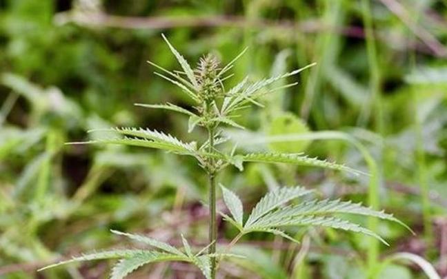 Planta salvaje de cannabis. Planta salvaje de cannabis.