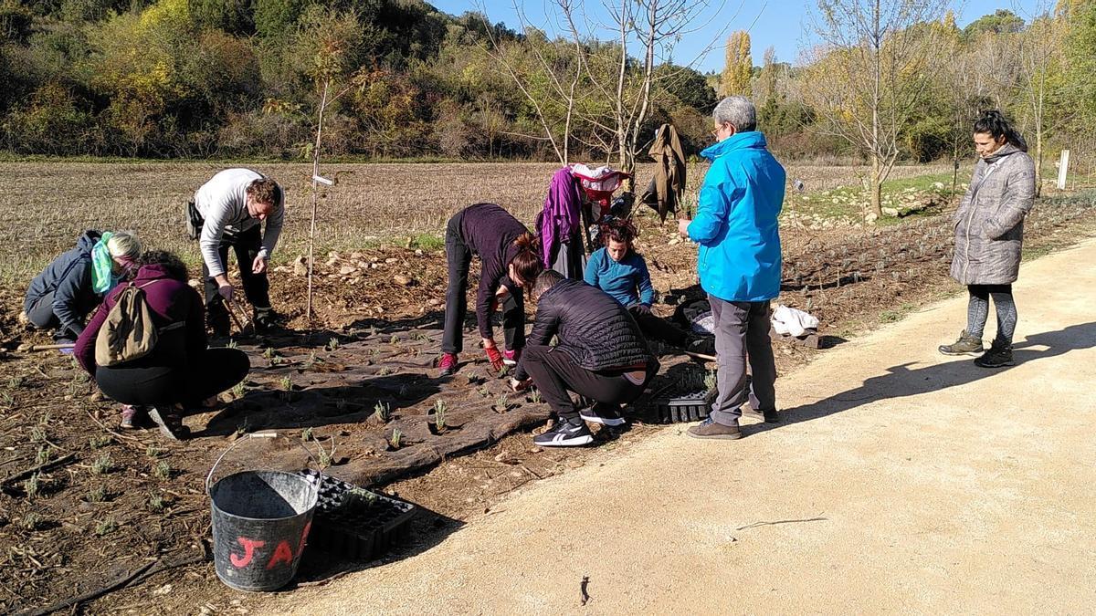 Plantación participativa en Estella-Lizarra.