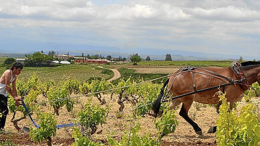 Imagen del trabajo que se lleva a cabo en una de las producciones vitivinícolas ecológicas.