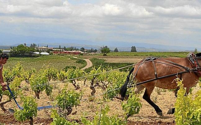 Imagen del trabajo que se lleva a cabo en una de las producciones vitivinícolas ecológicas. Imagen del trabajo que se lleva a cabo en una de las producciones vitivinícolas ecológicas.