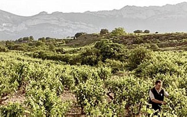 Una finca de uva en la Rioja Alavesa.