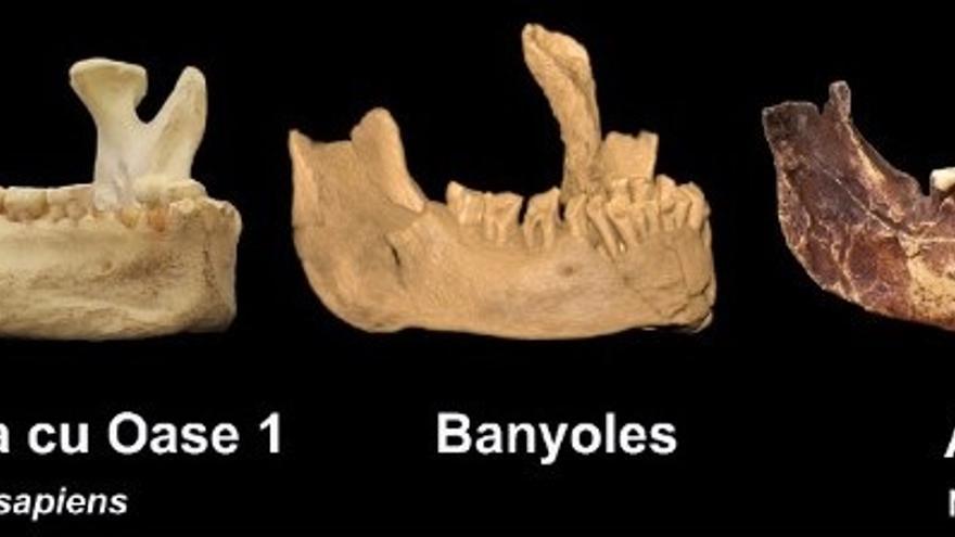 Comparativa de la mandíbula hallada en Banyoles con la de un Homo Sapiens.