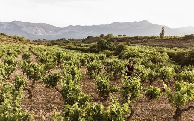 Imagen vista de algunos de los vi&ntilde;edos