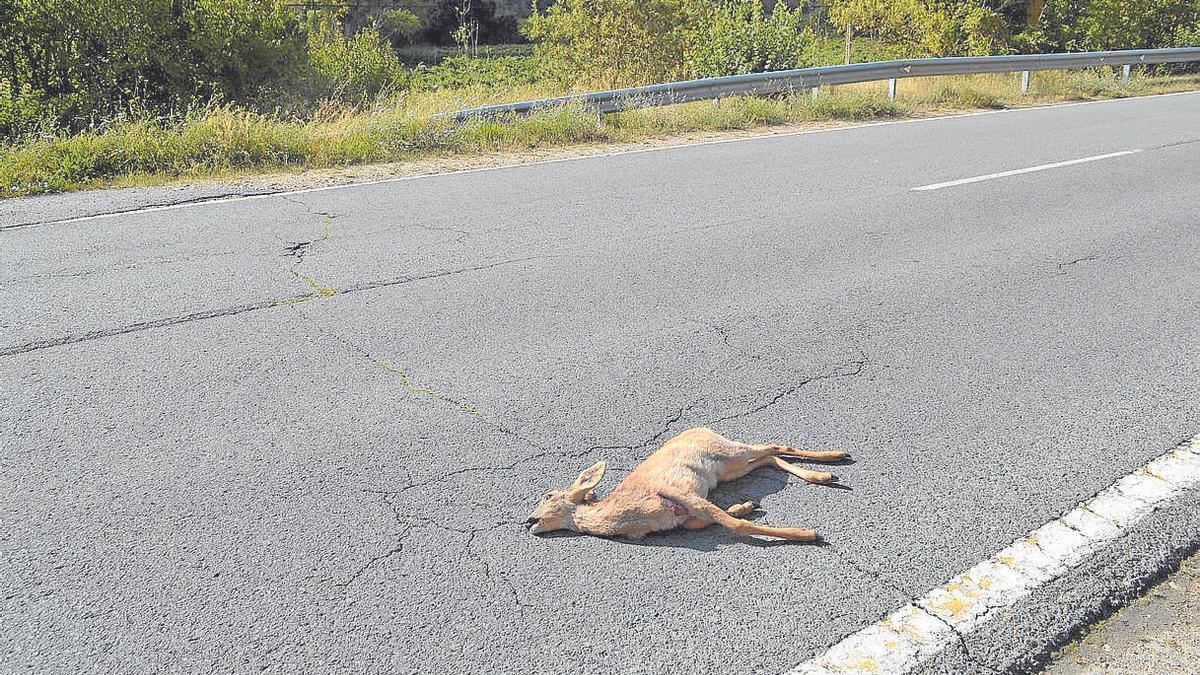 Corzo atropellado en el término de Assa.