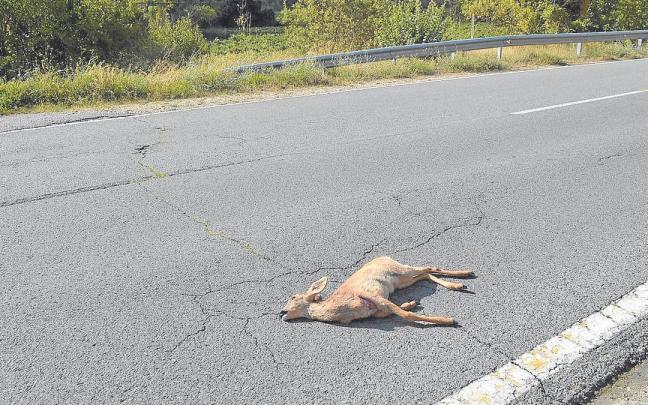 Corzo atropellado en el término de Assa.